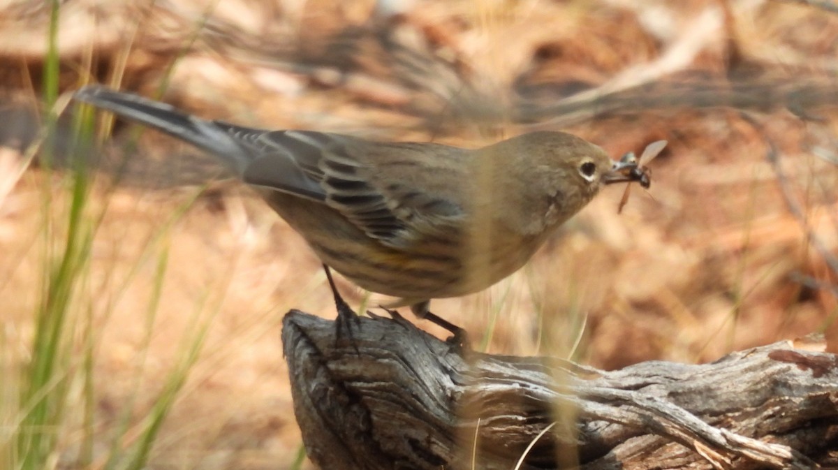 Kronenwaldsänger (Audubonwaldsänger) - ML641070148