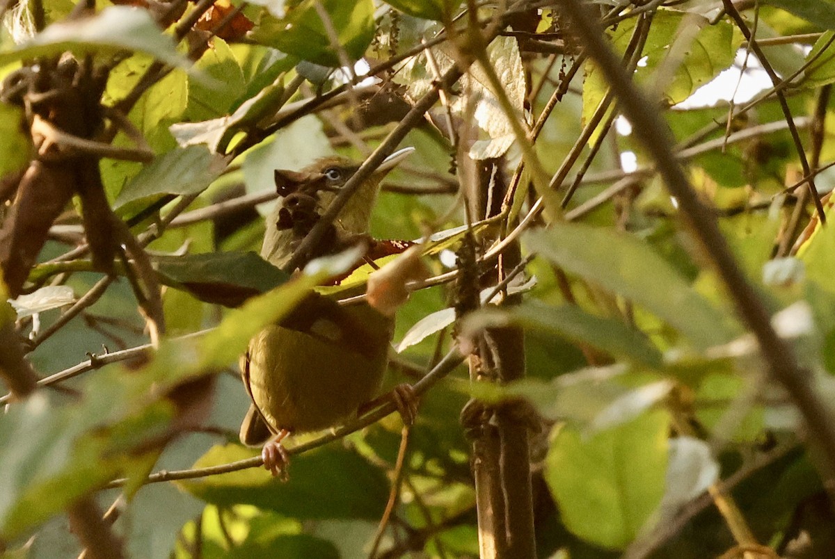 Pulitzer's Longbill - ML641070166