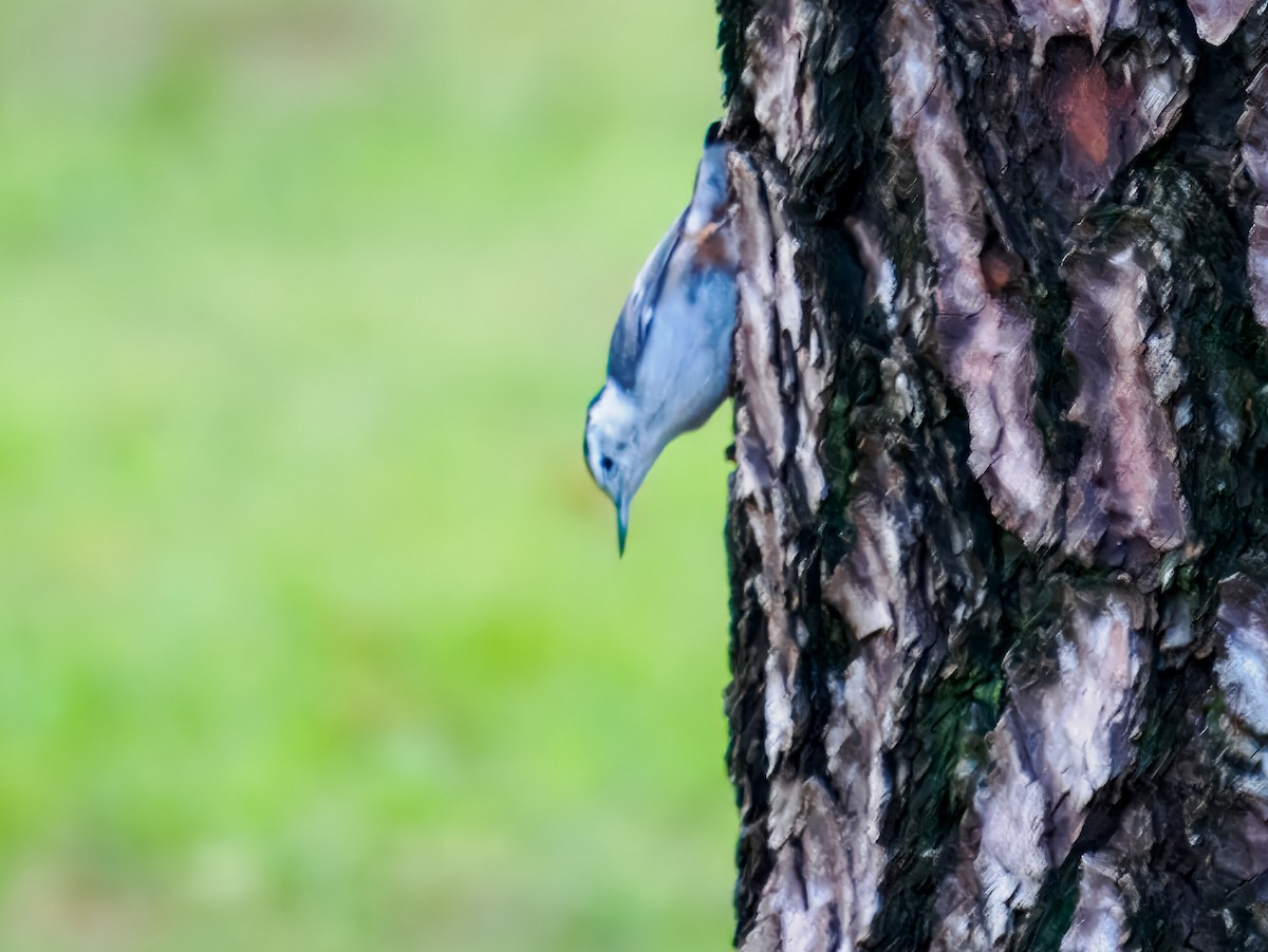 White-breasted Nuthatch - ML641070174