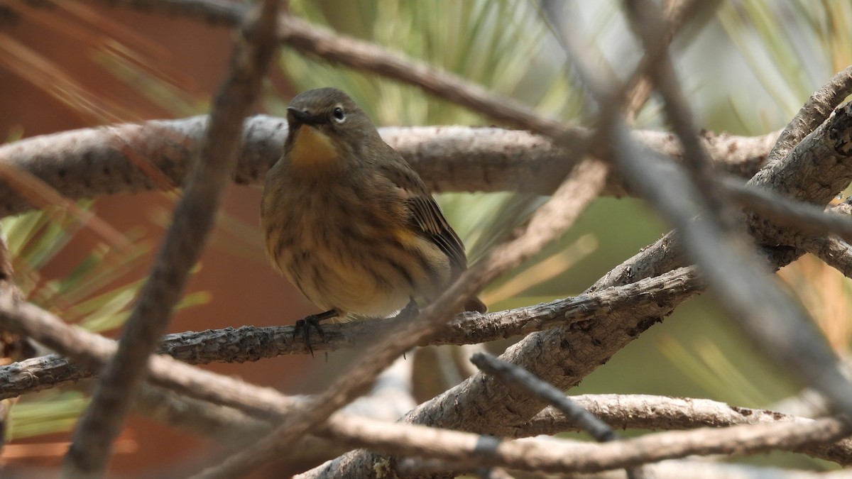 Kronenwaldsänger (Audubonwaldsänger) - ML641070205