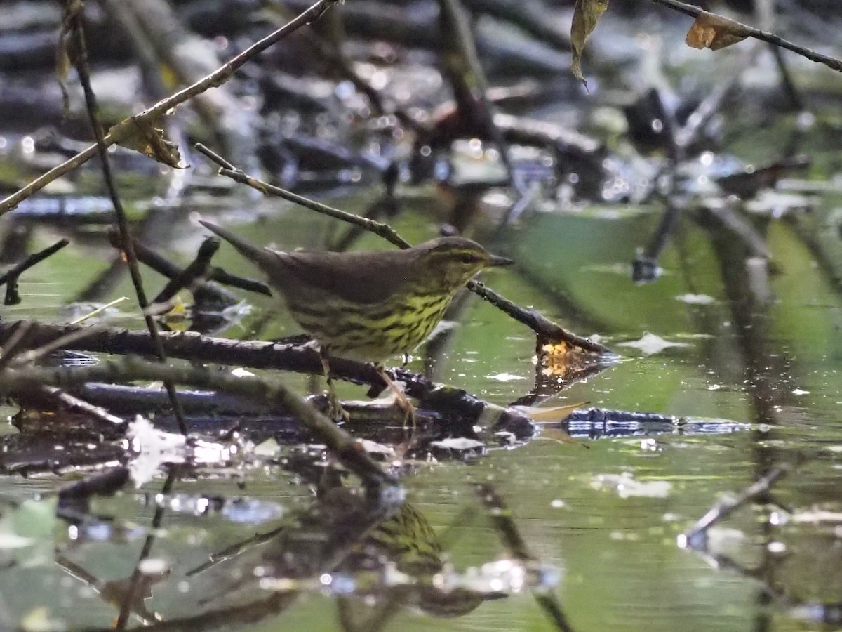 Northern Waterthrush - ML641070207