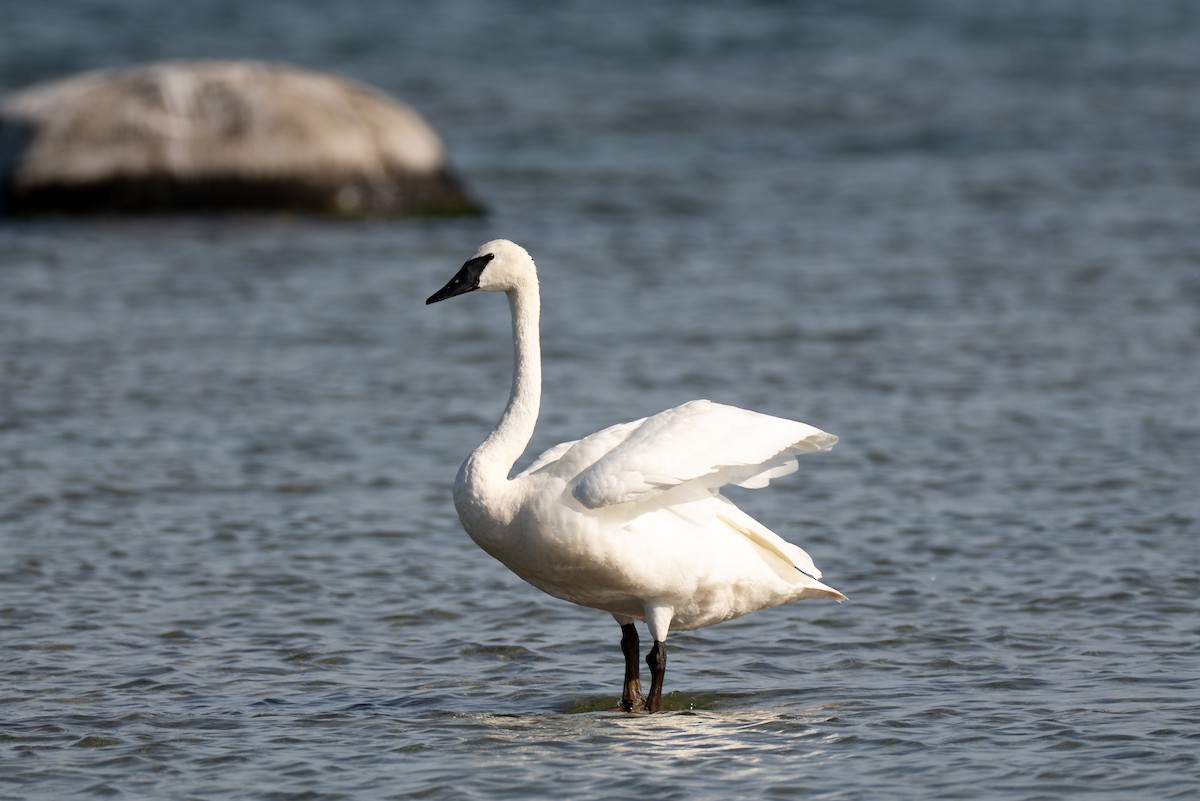 Trumpeter Swan - ML641070223