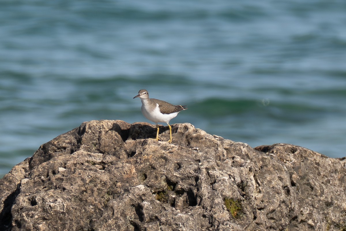 Spotted Sandpiper - ML641070263