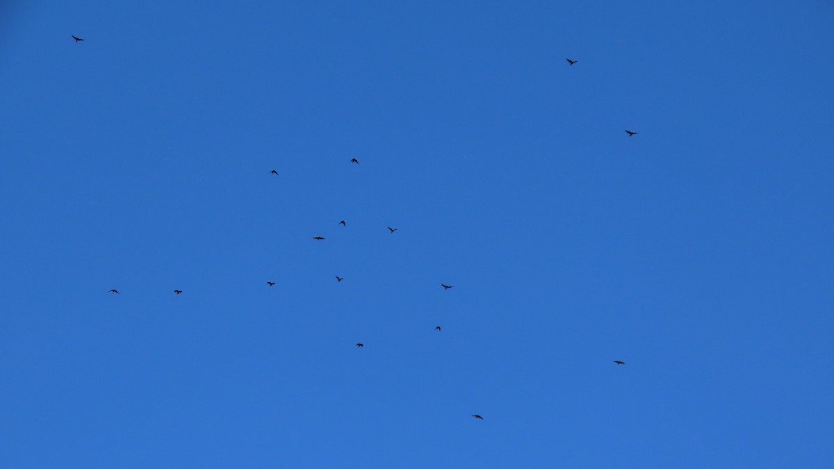 Fish Crow - ML641070267