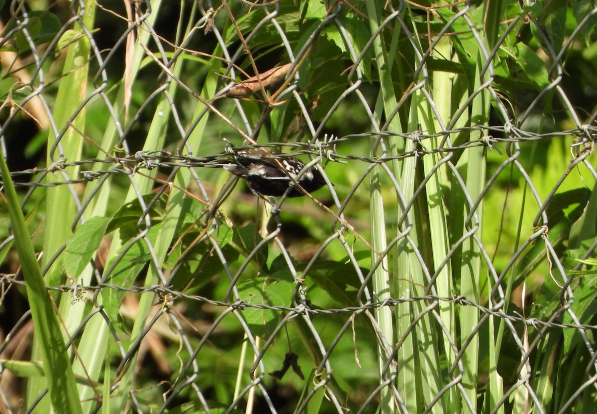 Northern White-fringed Antwren - ML641070270