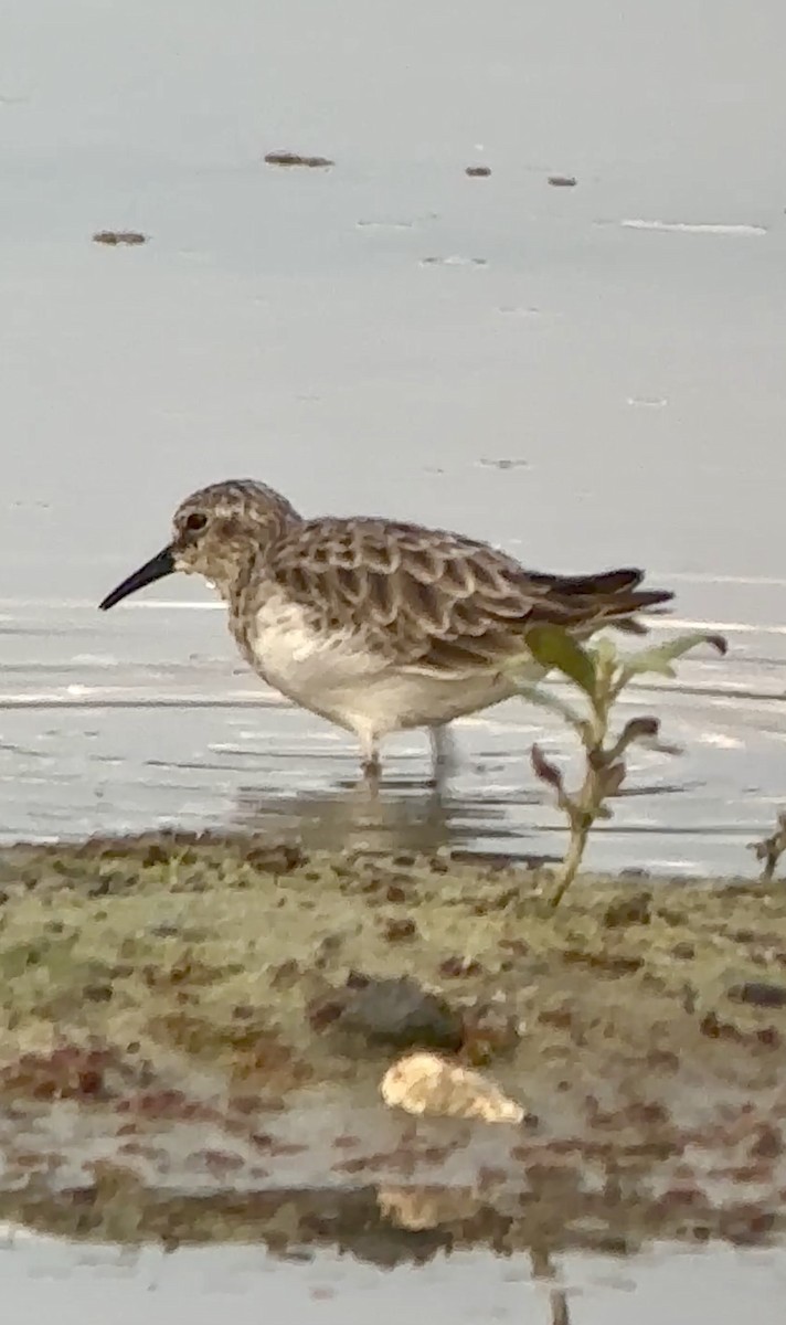 pygmésnipe - ML641070275