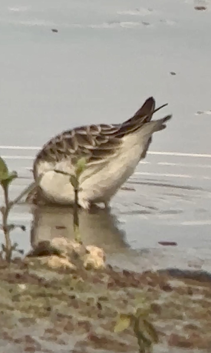 pygmésnipe - ML641070276