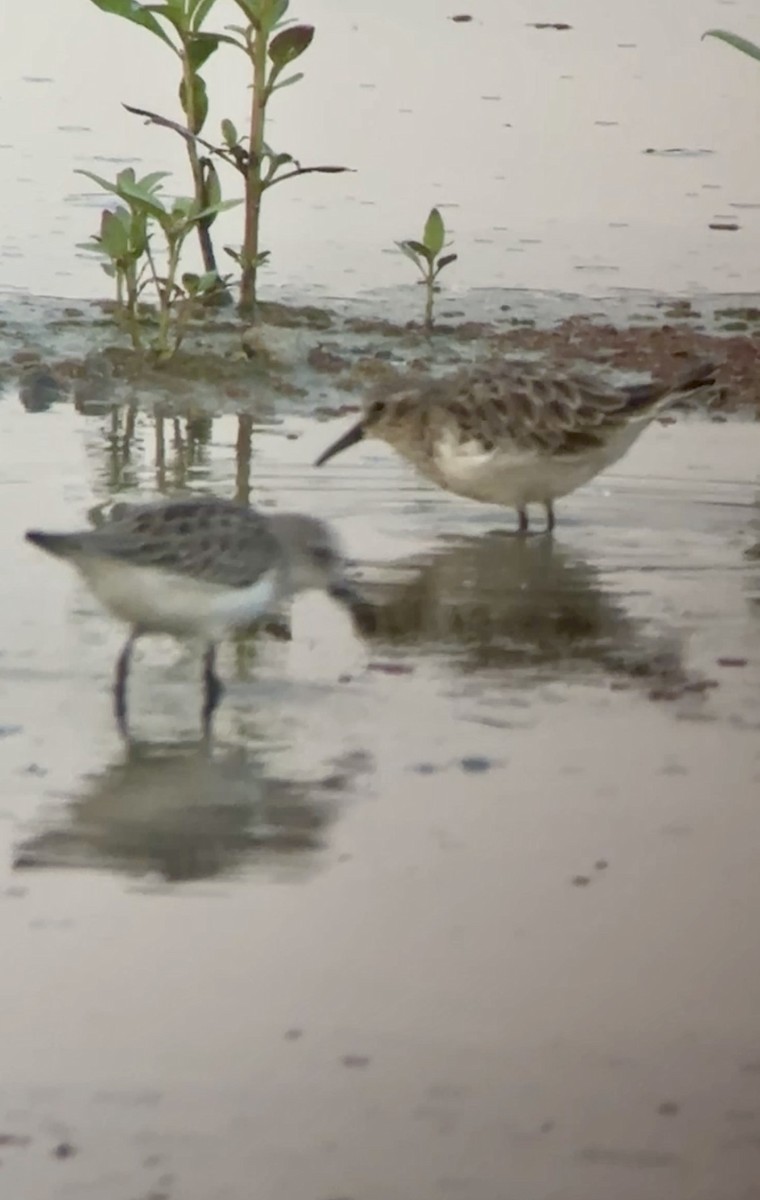 pygmésnipe - ML641070277