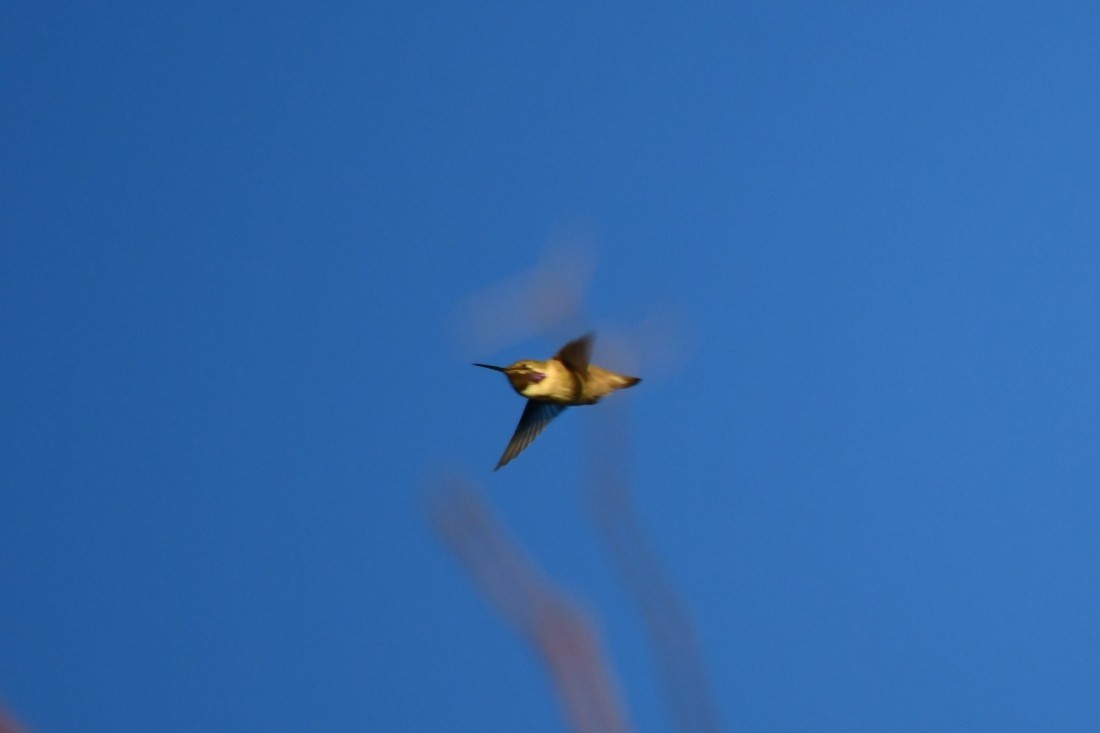 Costa's Hummingbird - ML641070285