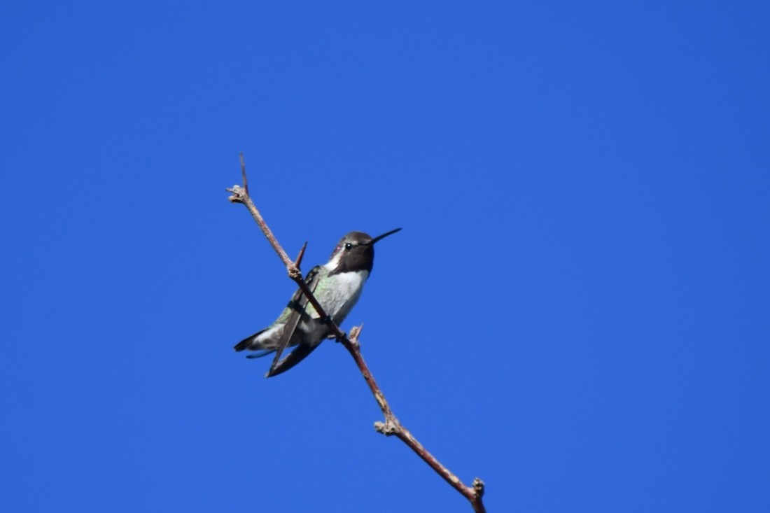 Costa's Hummingbird - ML641070286