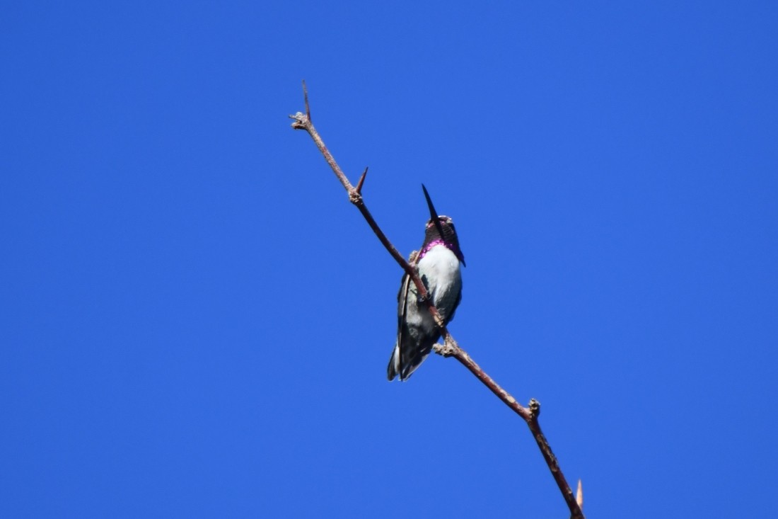 Costa's Hummingbird - ML641070288