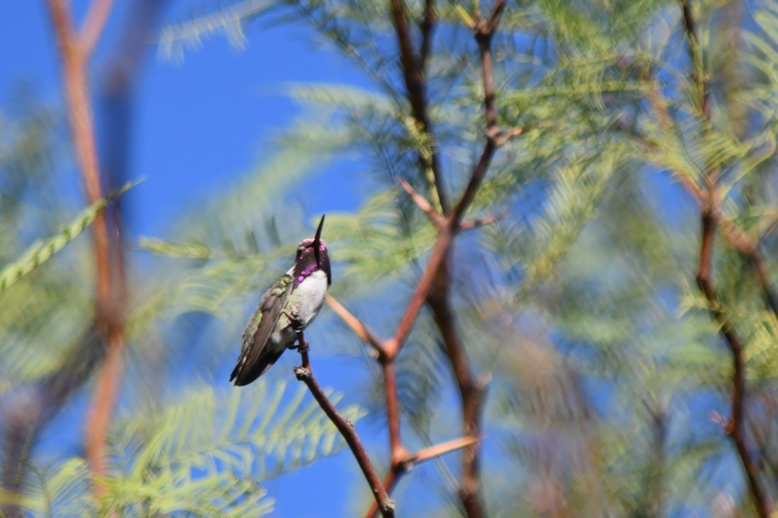 Costa's Hummingbird - ML641070289