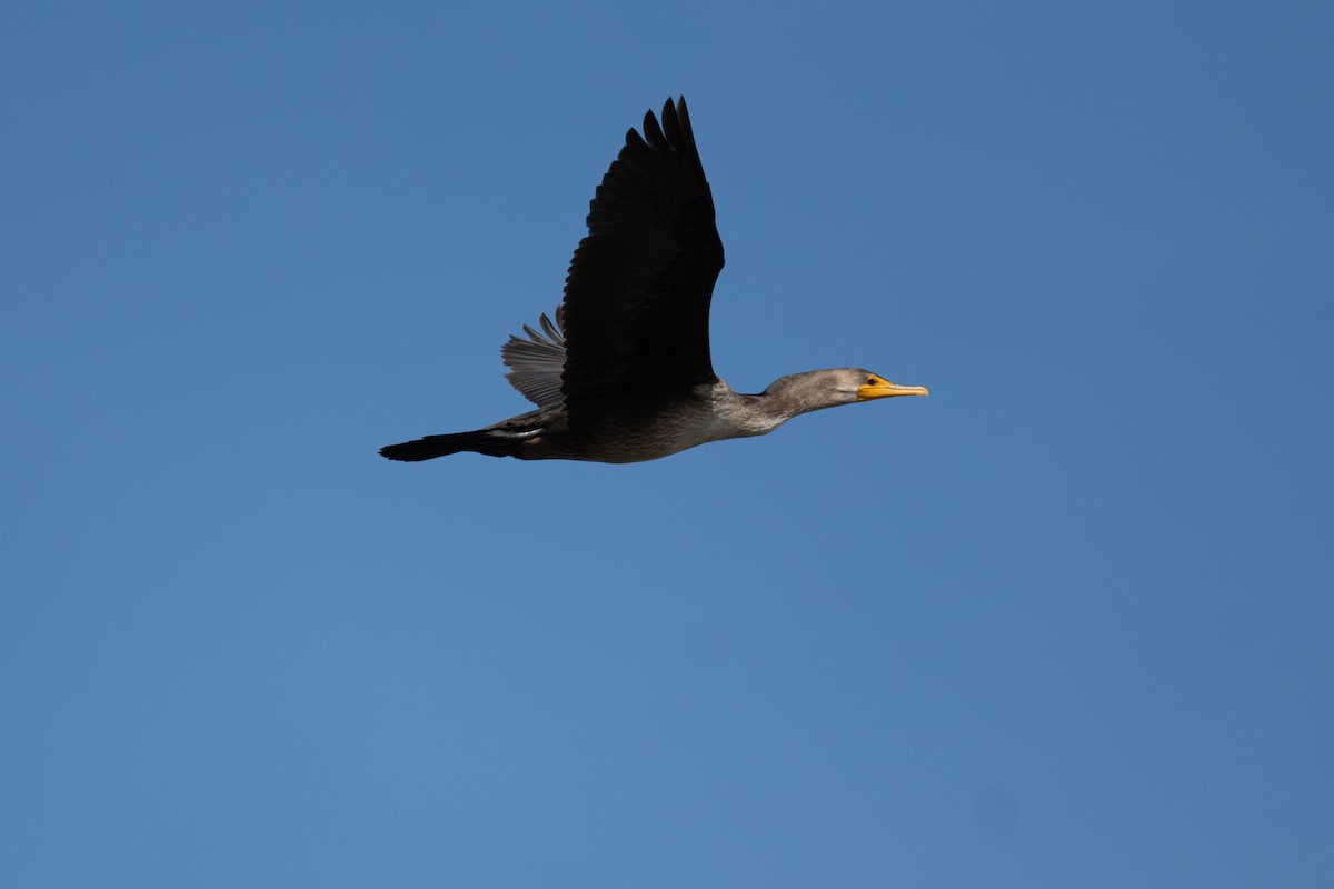 Double-crested Cormorant - ML641070312