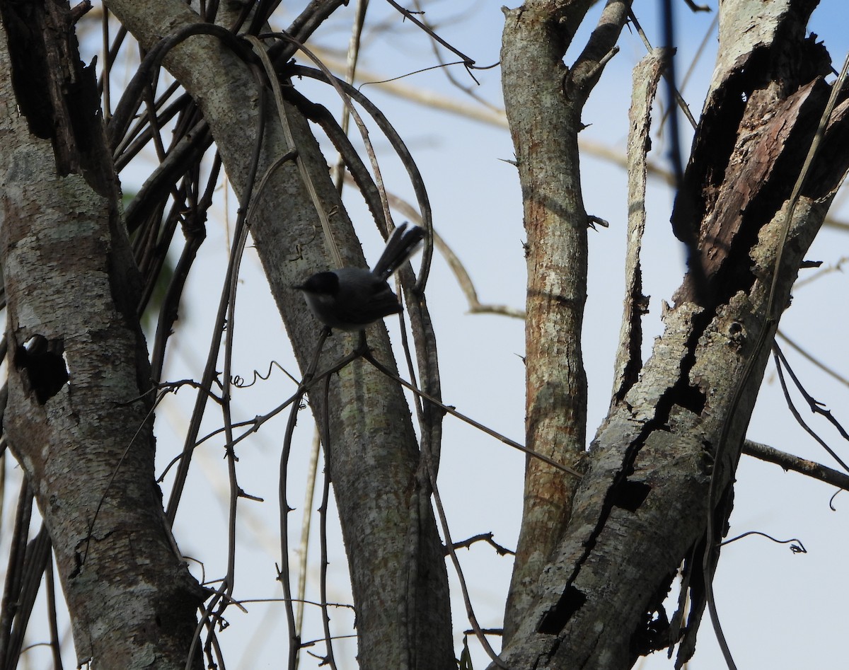 Tropical Gnatcatcher - ML641070350