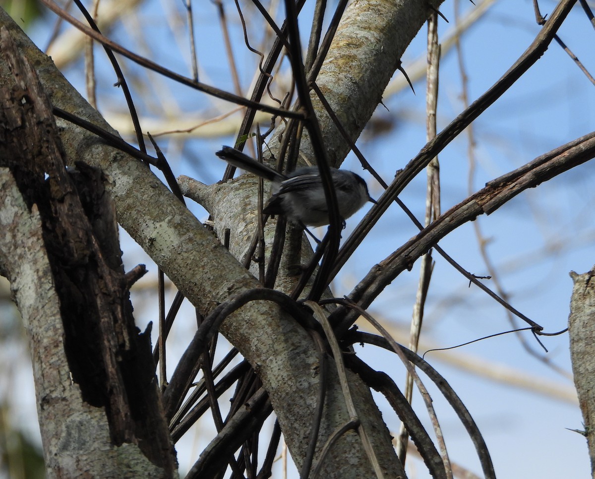 Tropical Gnatcatcher - ML641070351