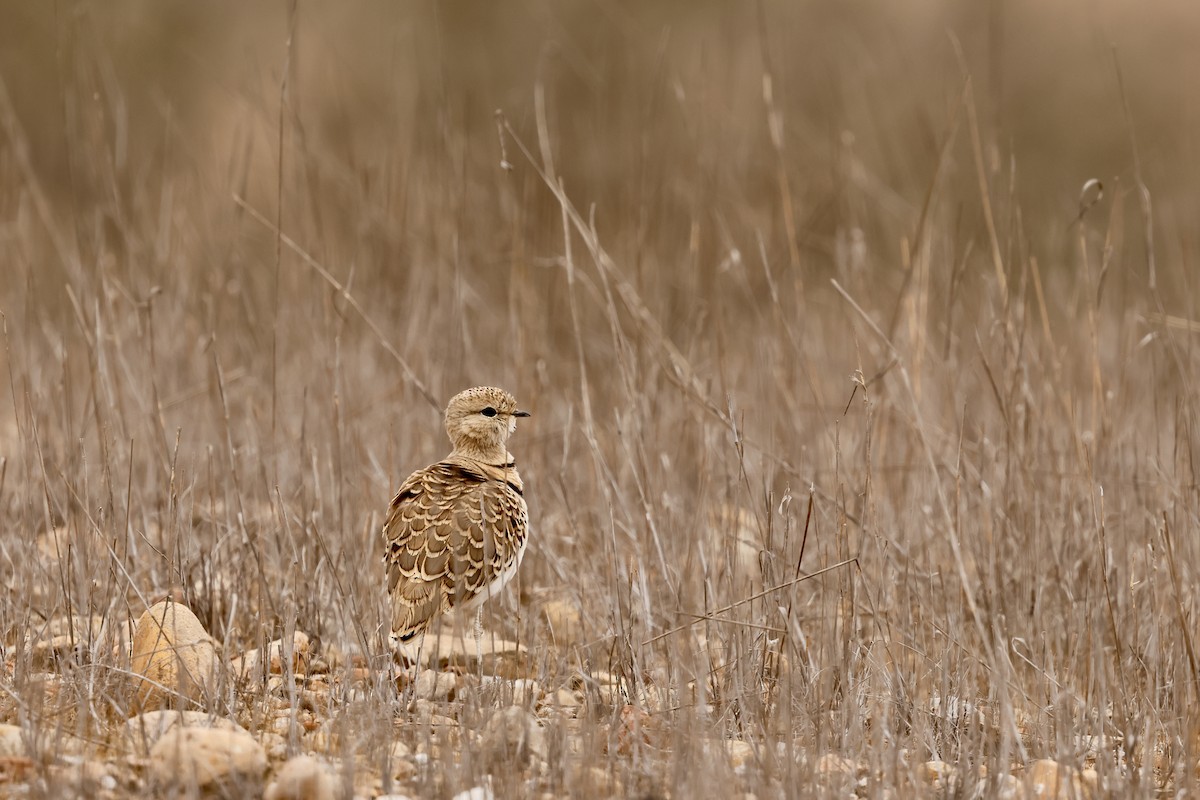 Double-banded Courser - ML641070352