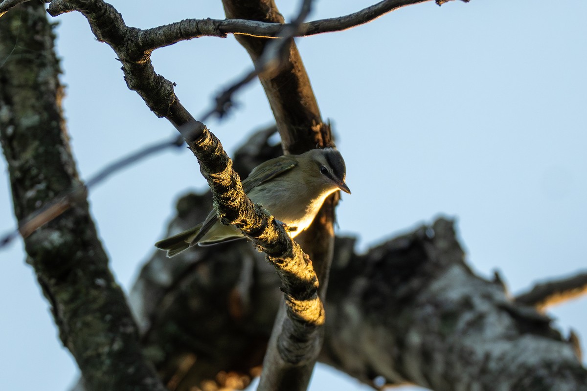 Red-eyed Vireo - ML641070353