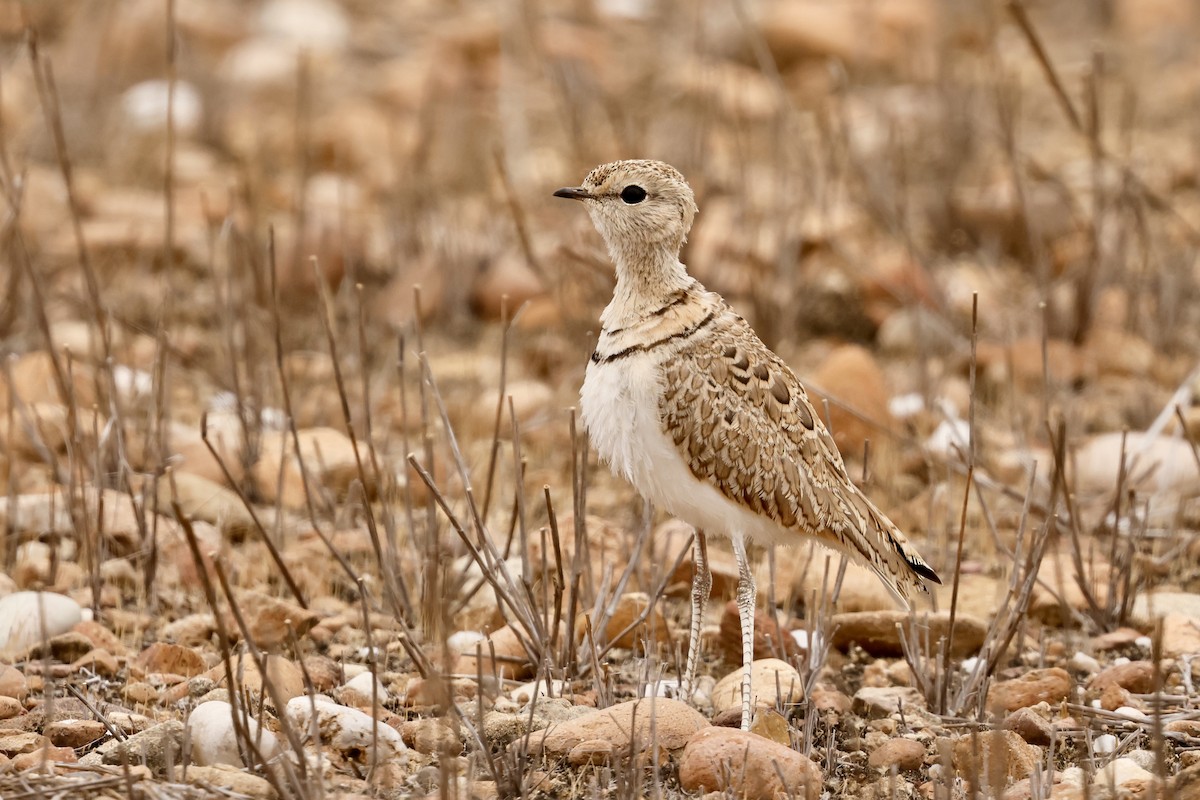 Double-banded Courser - ML641070362