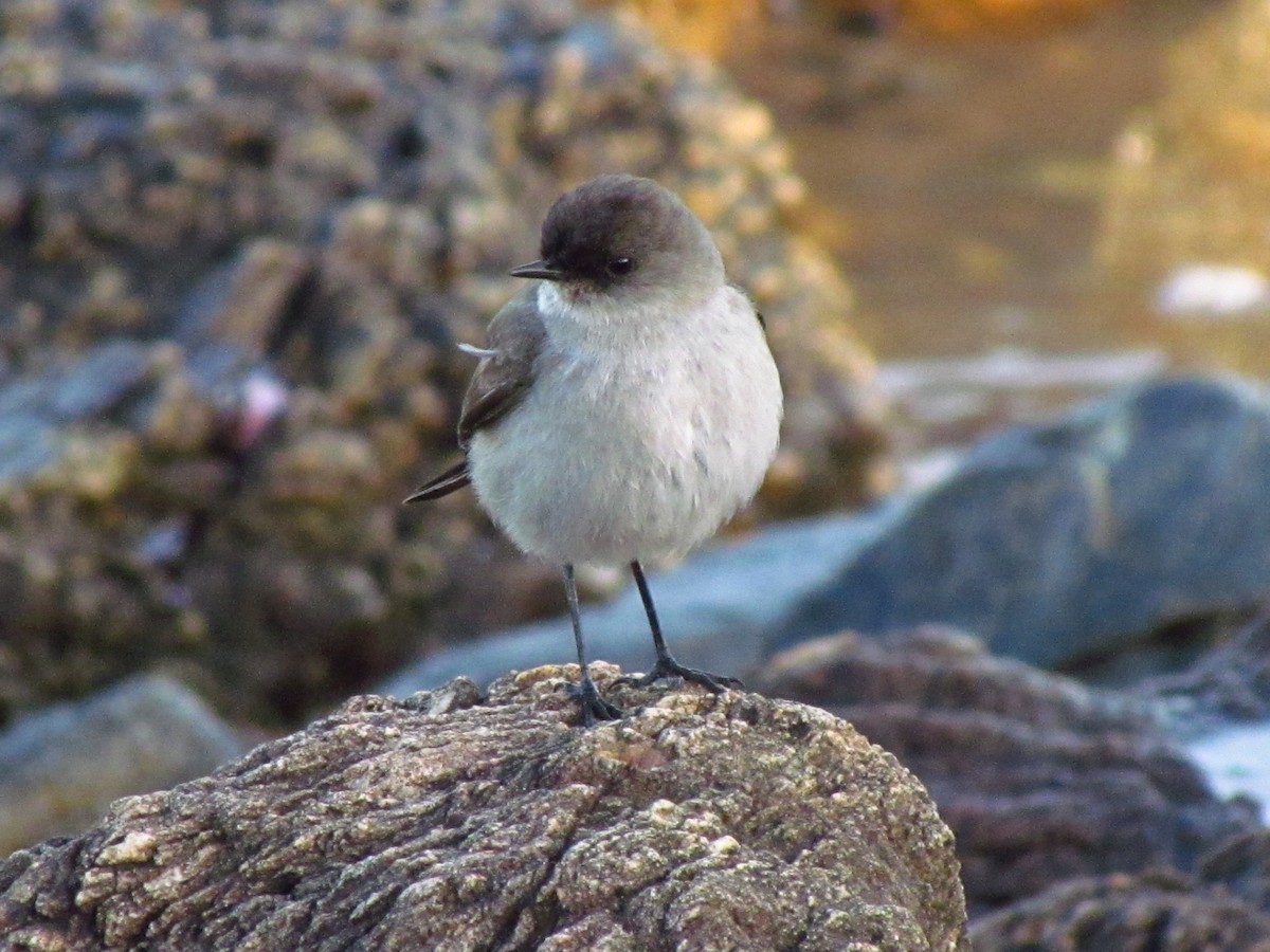 Dark-faced Ground-Tyrant - ML641070373