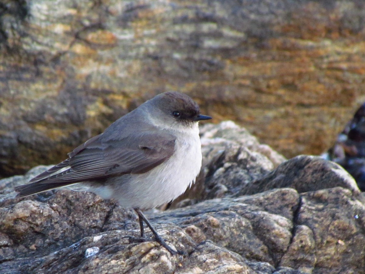 Dark-faced Ground-Tyrant - ML641070374