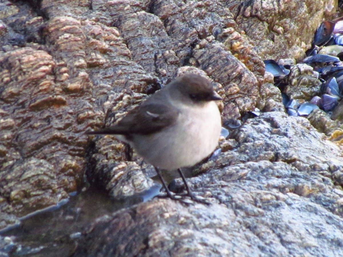 Dark-faced Ground-Tyrant - ML641070375