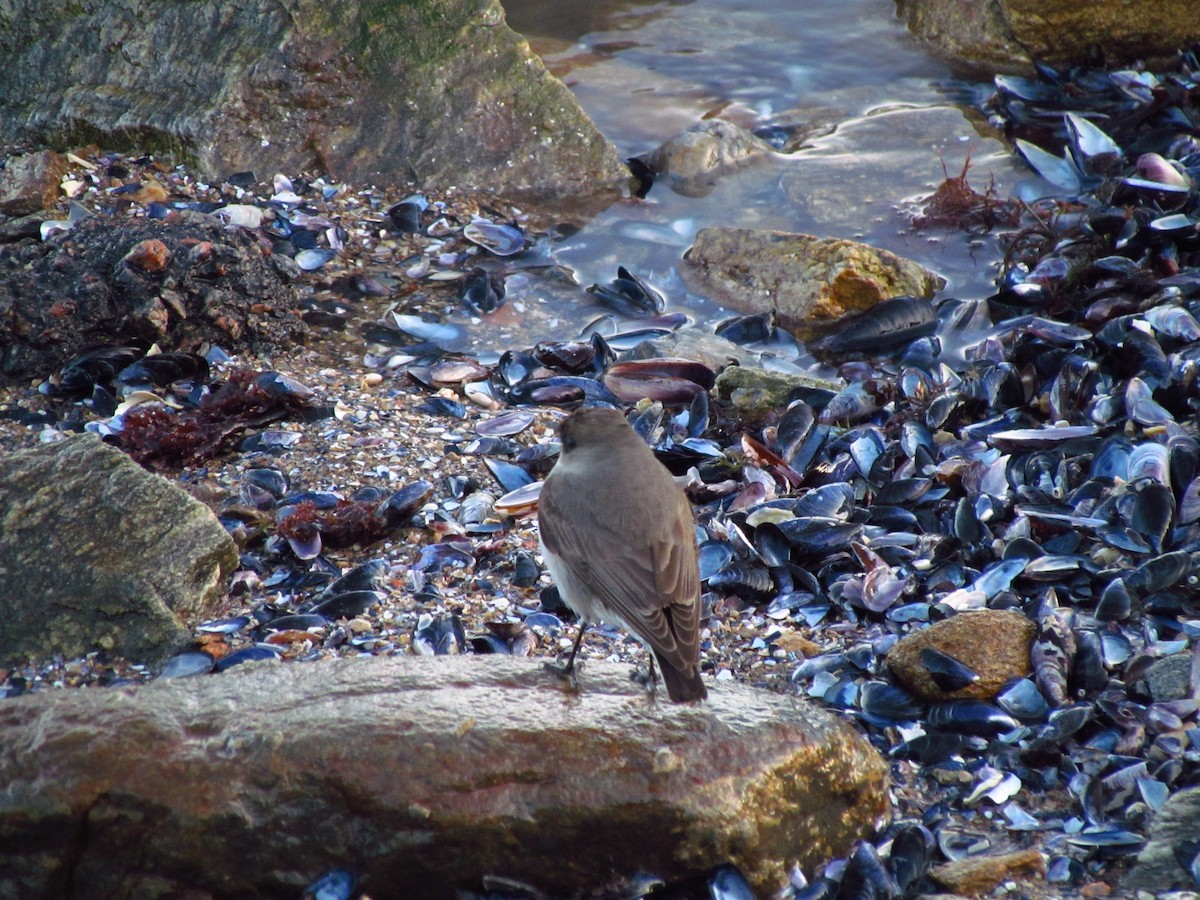 Dark-faced Ground-Tyrant - ML641070376