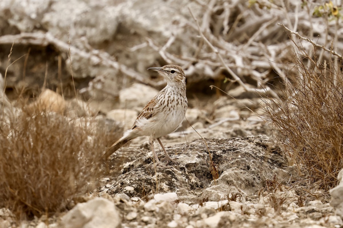 Karoo Long-billed Lark - ML641070382