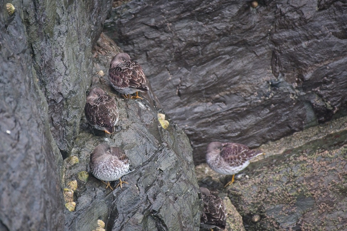 Purple Sandpiper - ML641070403