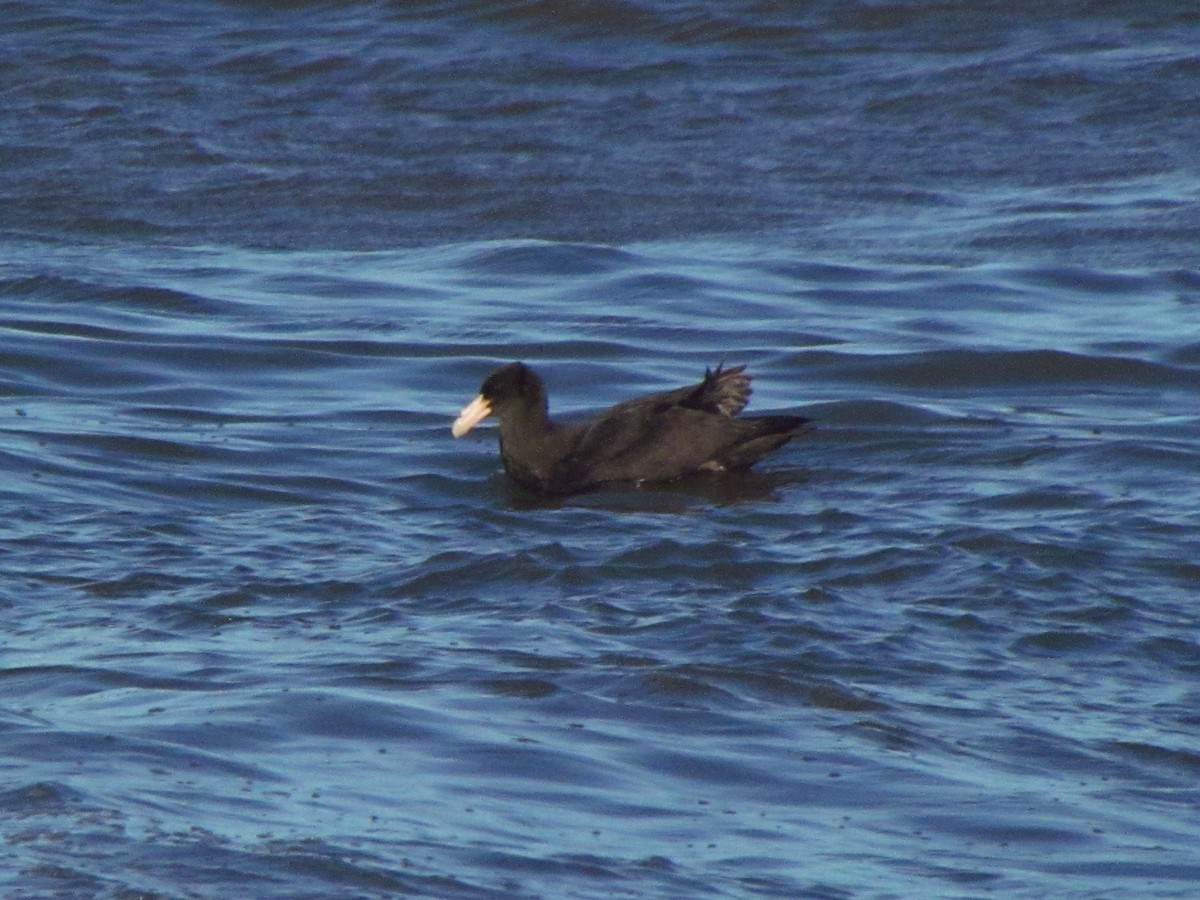 Southern Giant-Petrel - ML641070408
