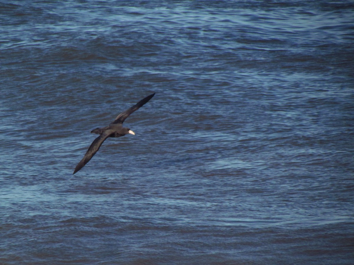 Southern Giant-Petrel - ML641070409