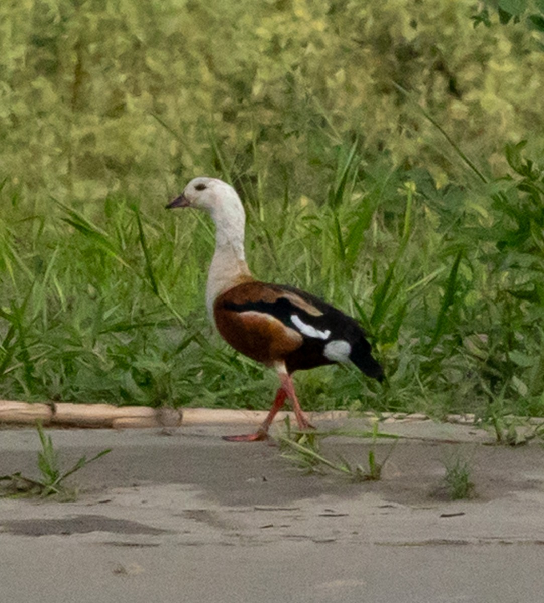 Orinoco Goose - ML641070416