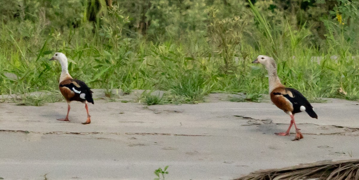 Orinoco Goose - ML641070418
