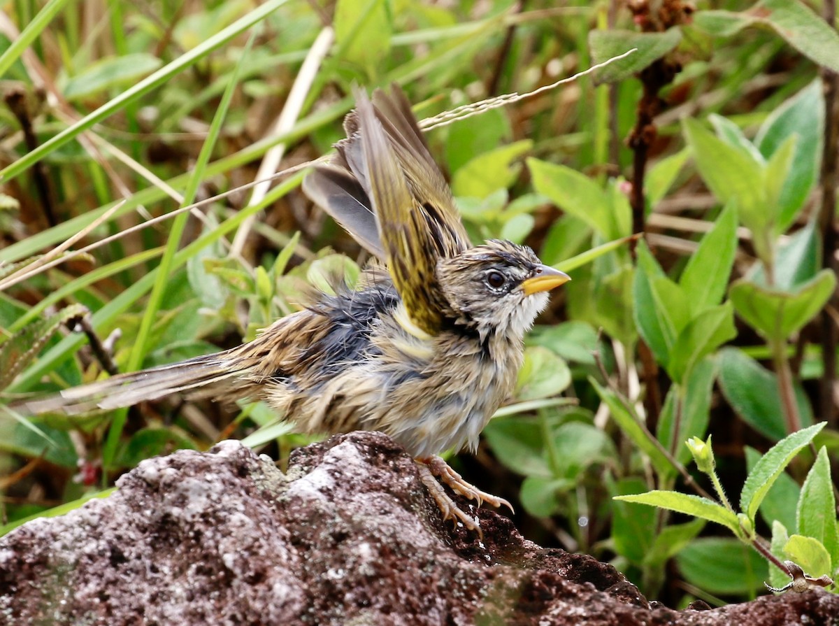 Wedge-tailed Grass-Finch - ML641070419