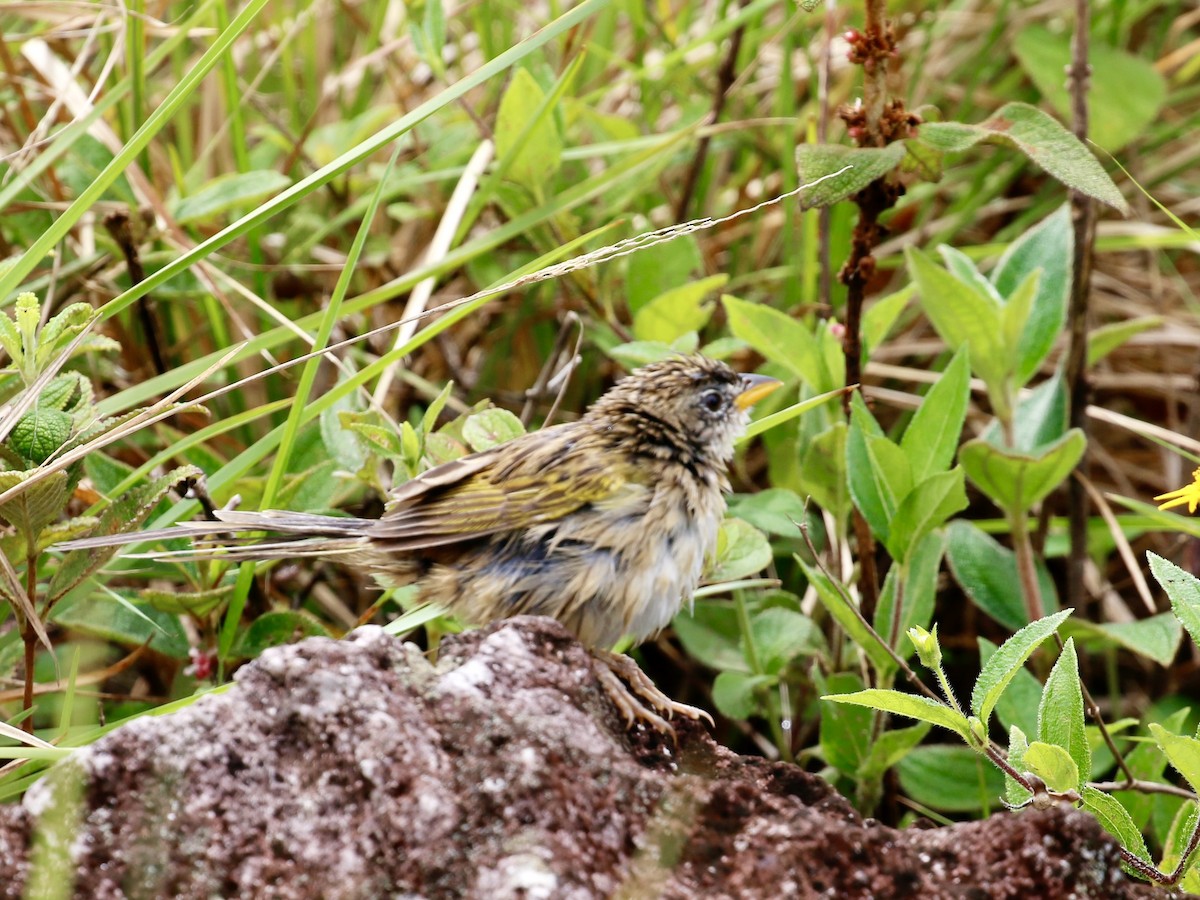 Wedge-tailed Grass-Finch - ML641070420