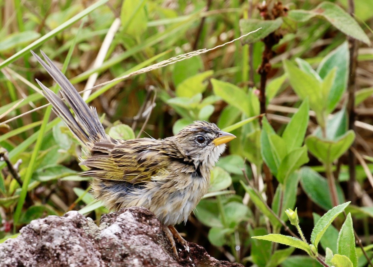 Wedge-tailed Grass-Finch - ML641070421