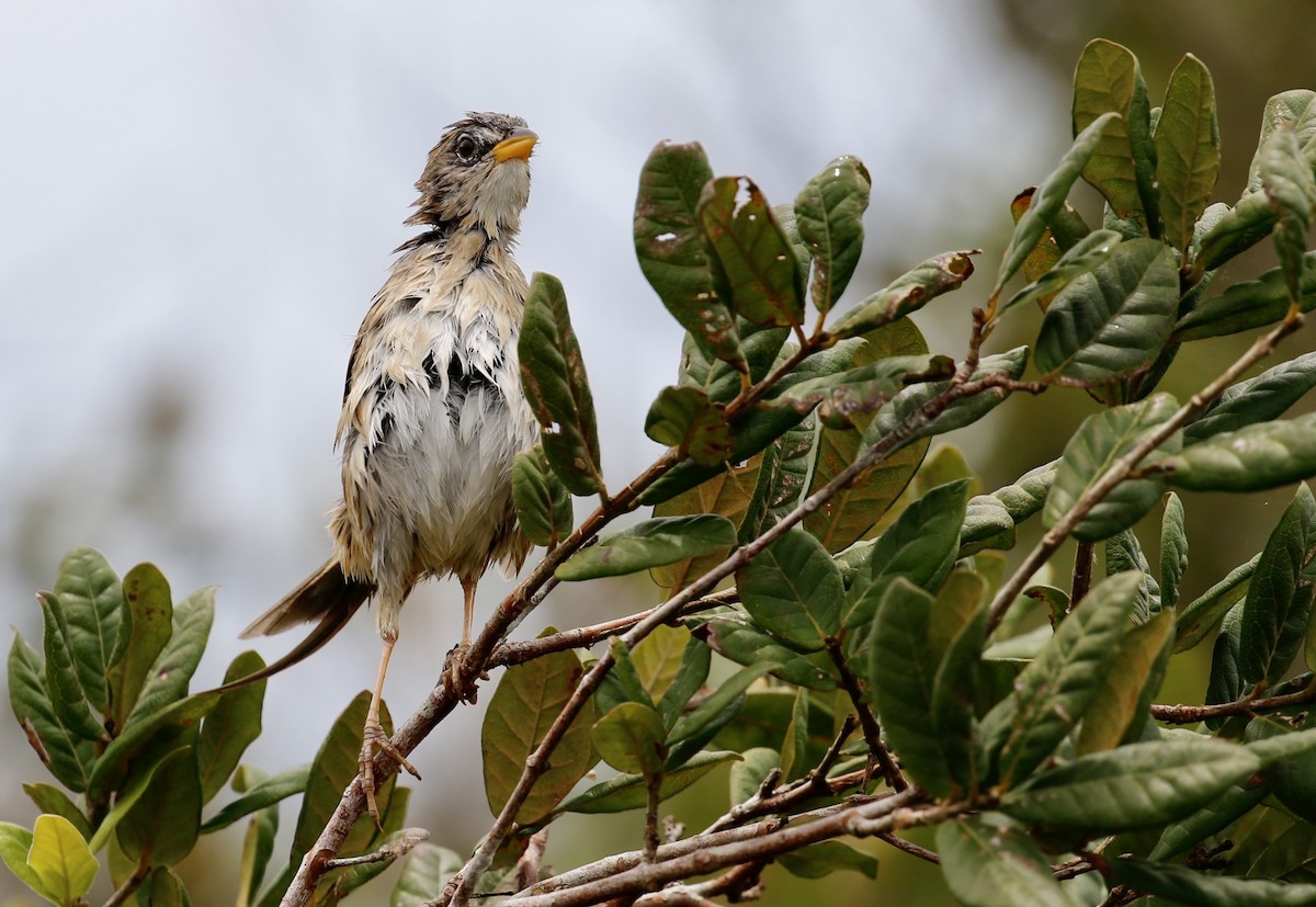 Wedge-tailed Grass-Finch - ML641070422