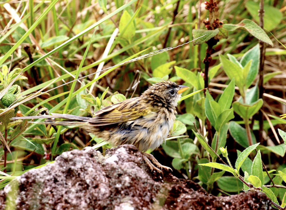 Wedge-tailed Grass-Finch - ML641070423