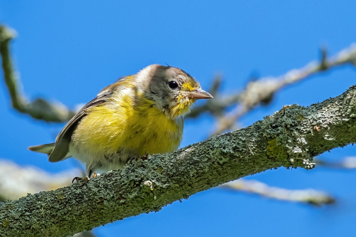 Pine Warbler - ML641070429