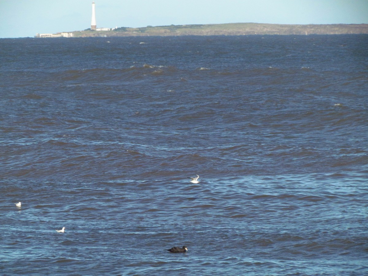 Southern Giant-Petrel - ML641070430