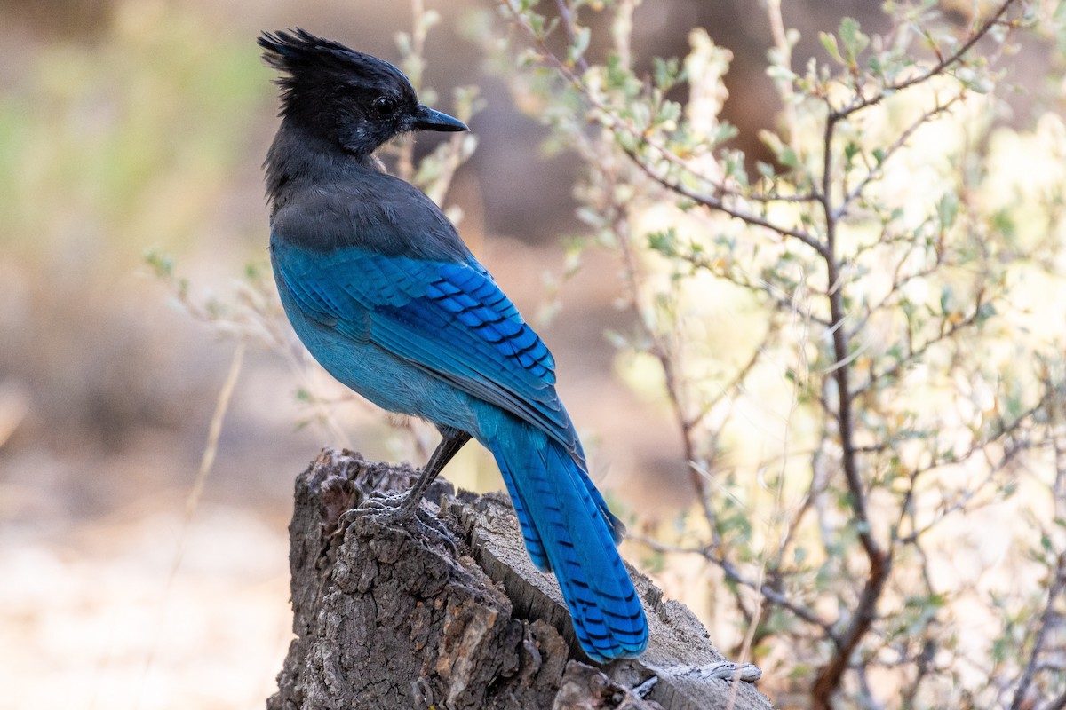 Steller's Jay (Coastal) - ML641070431