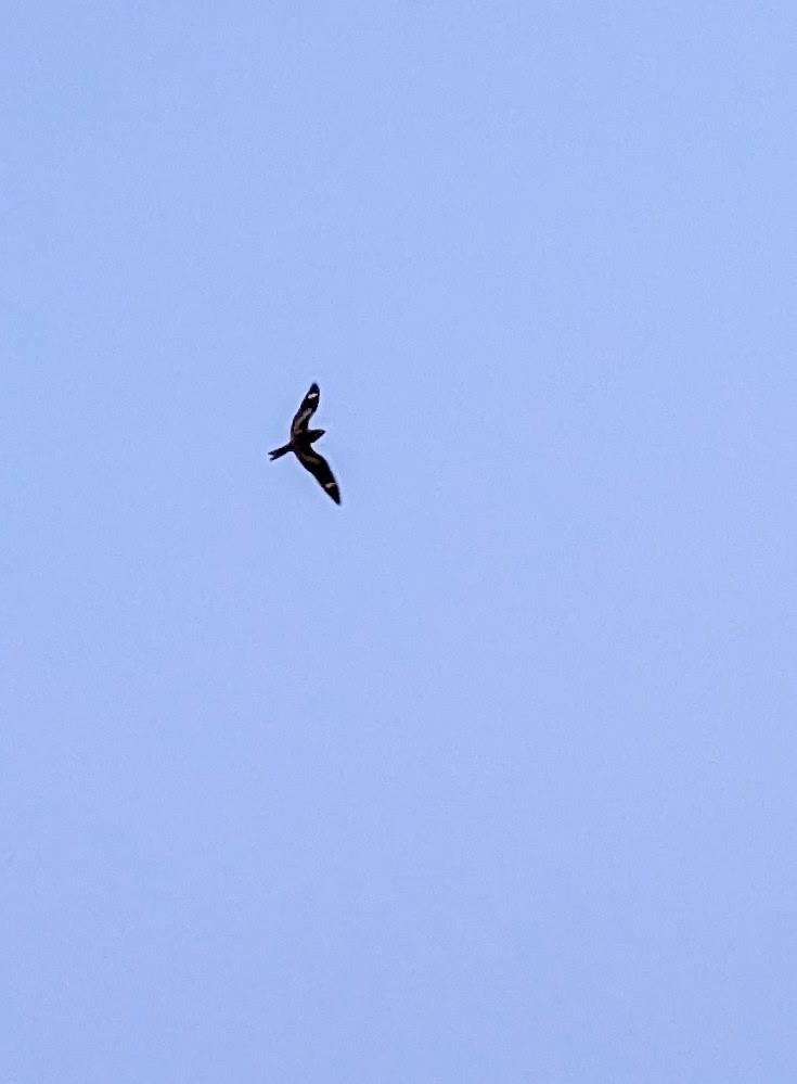 Common Nighthawk - ML641070442