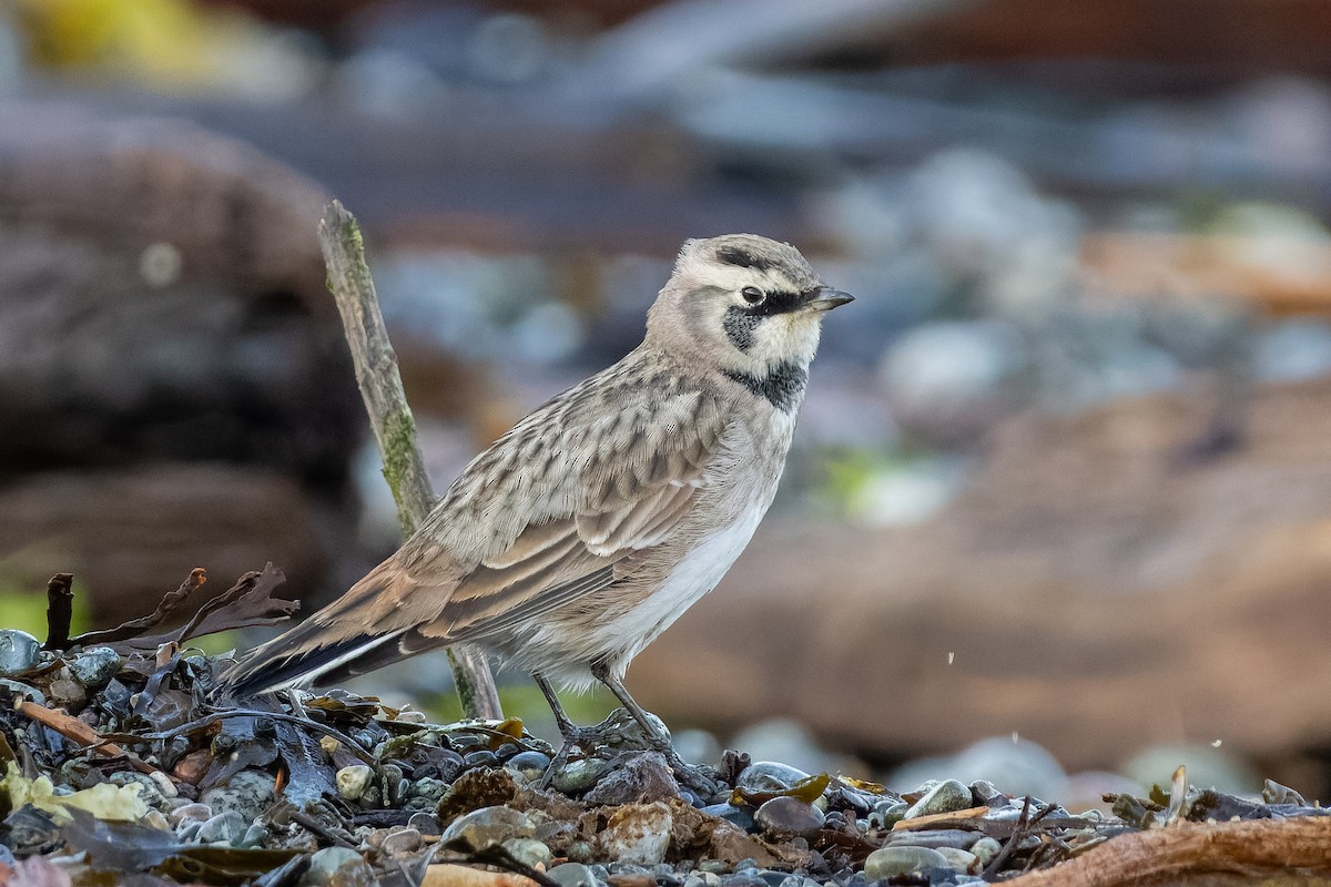 Horned Lark - ML641070446