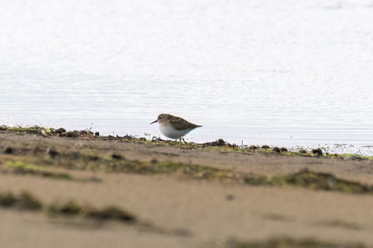 pygmésnipe - ML641070447