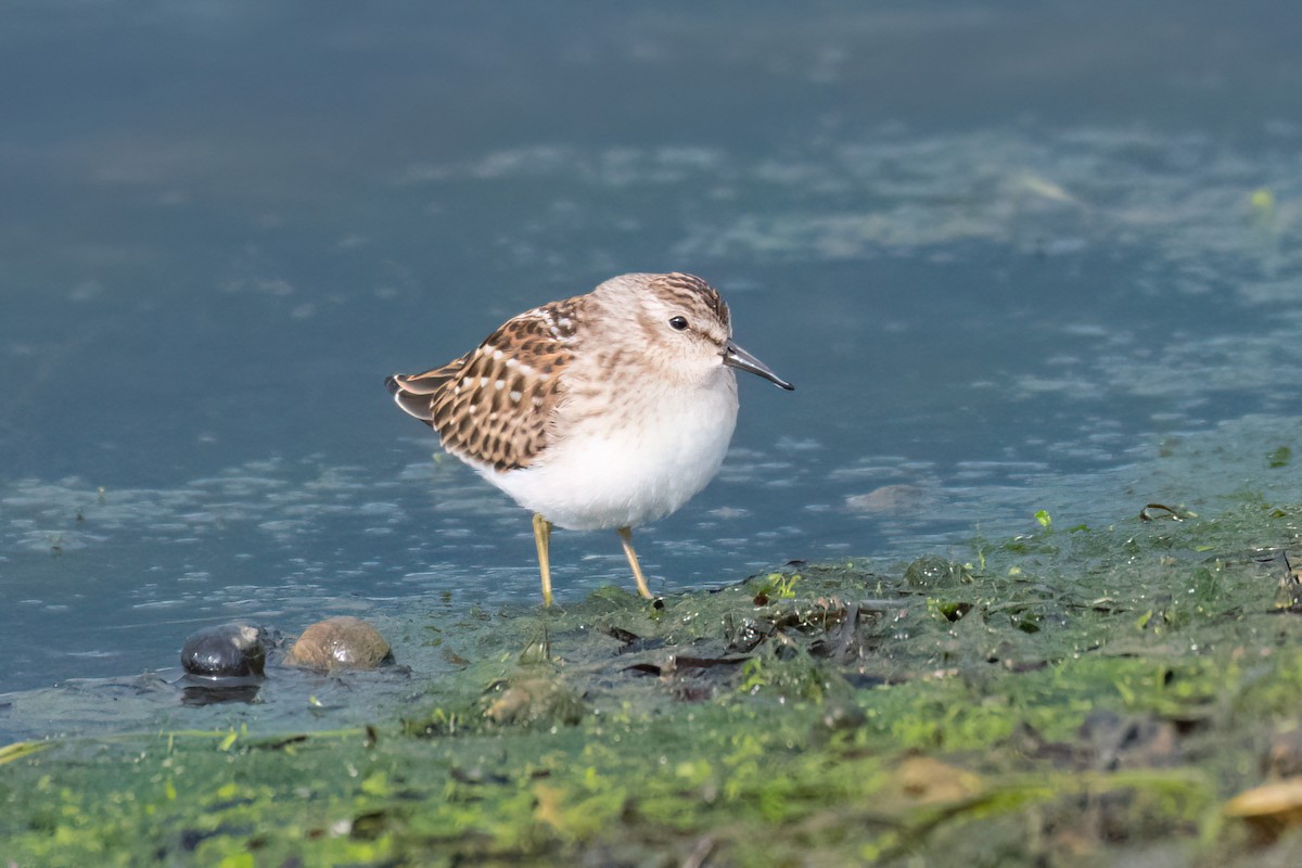 pygmésnipe - ML641070448