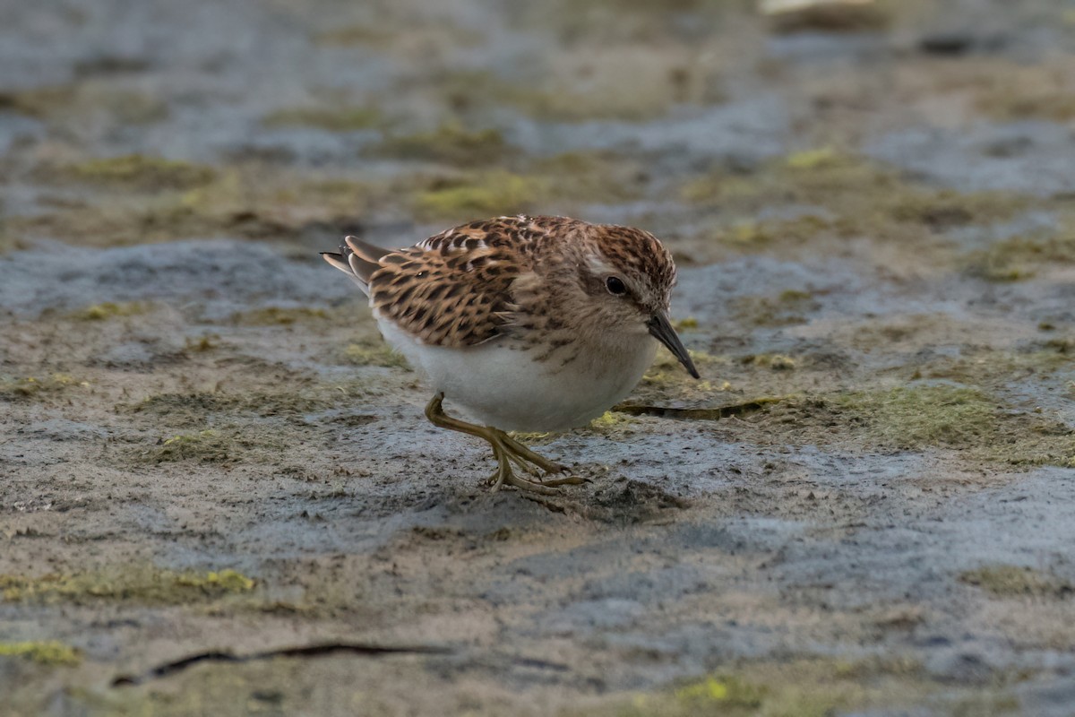 pygmésnipe - ML641070450