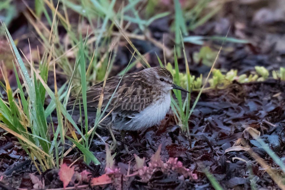 pygmésnipe - ML641070451