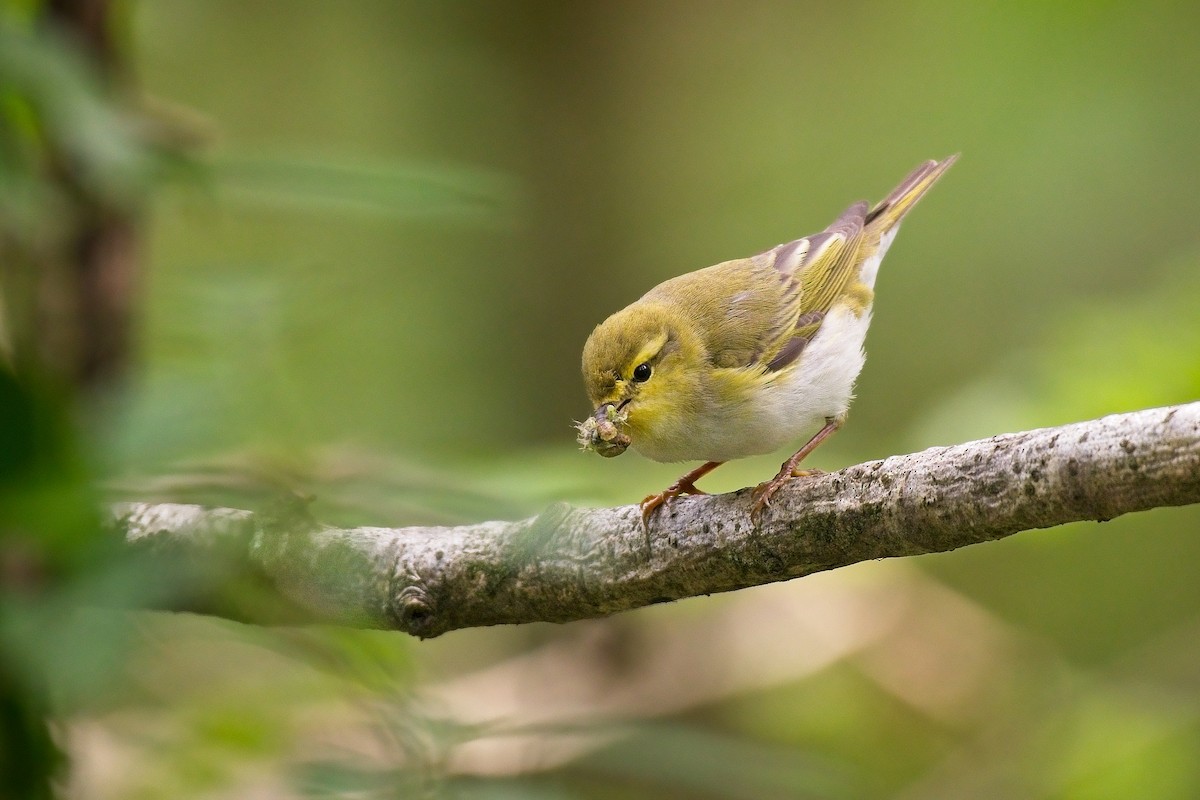 Тарчигнаа дууч шувуу - ML641070456