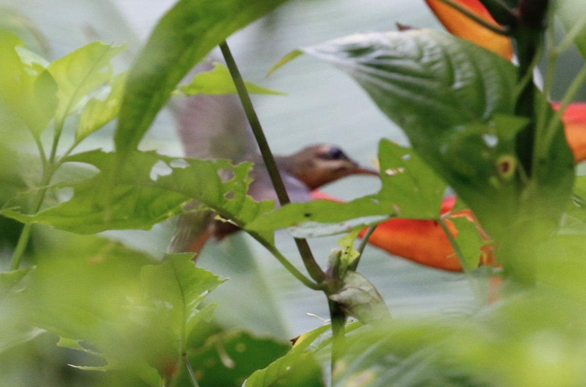 Rufous-breasted Hermit - ML641070508