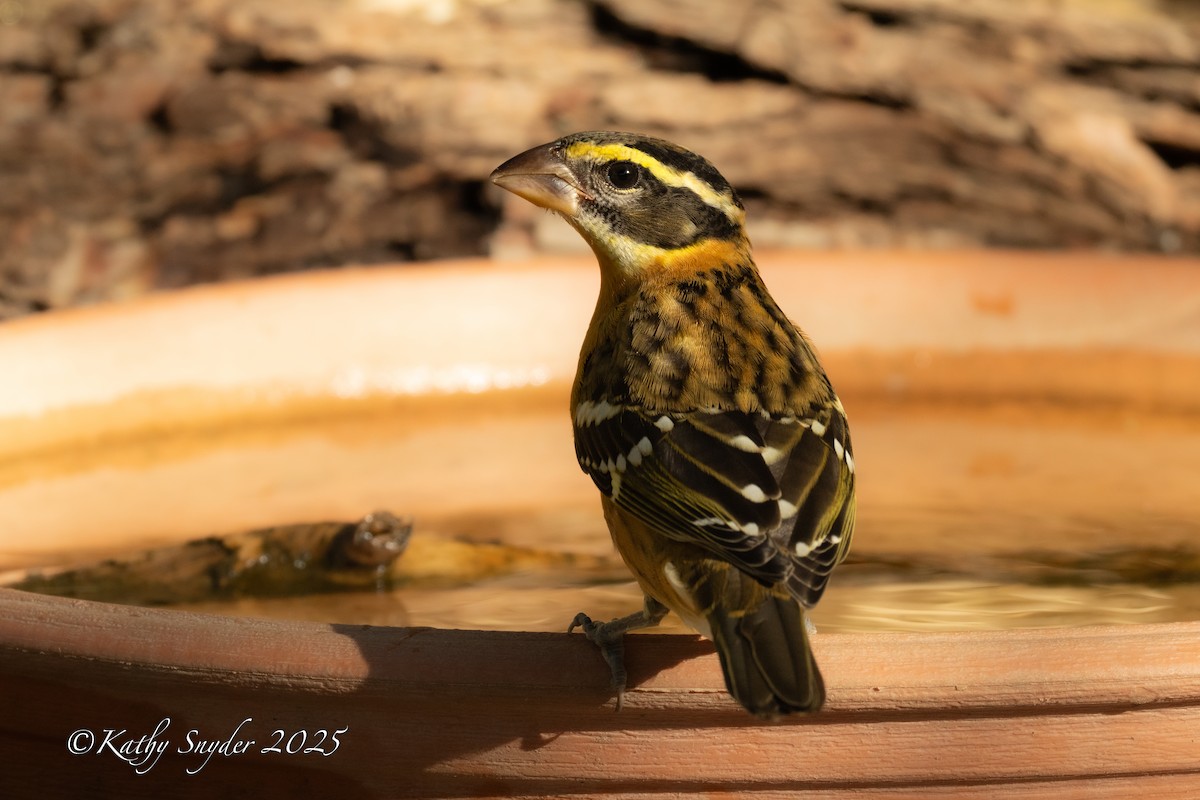 Black-headed Grosbeak - ML641070522