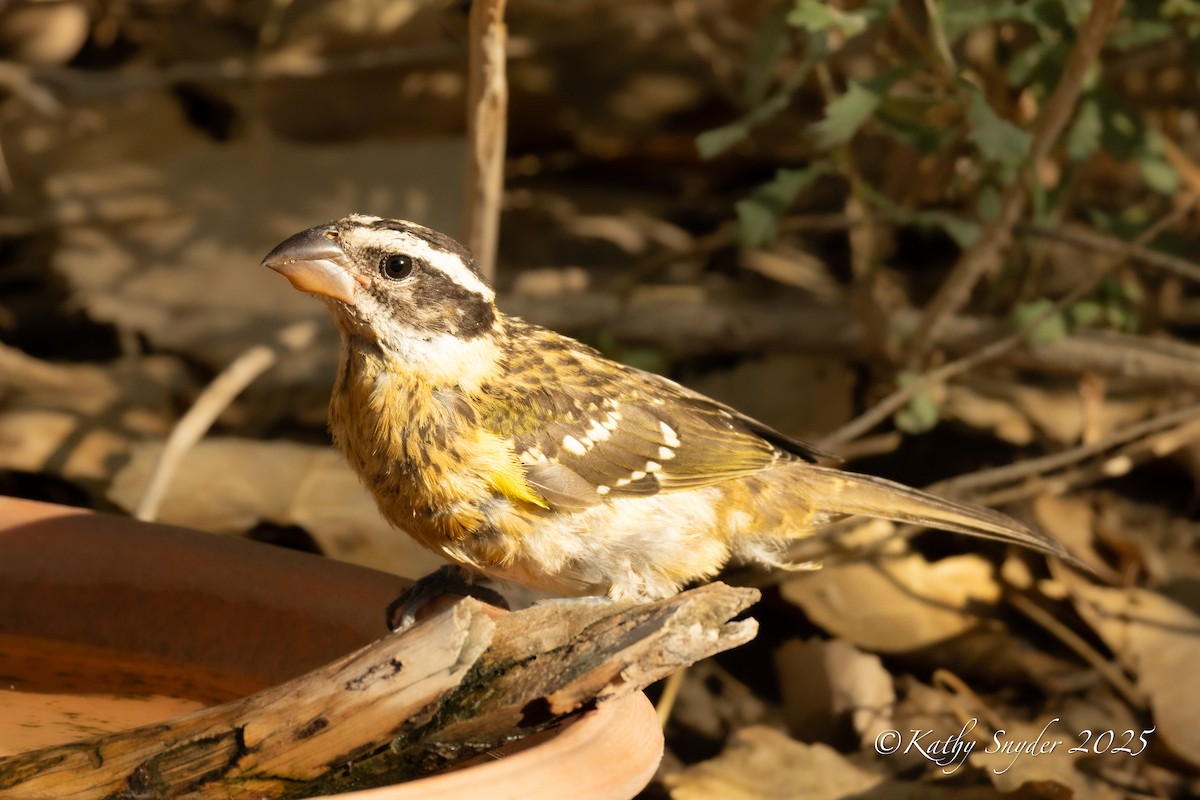 Black-headed Grosbeak - ML641070523